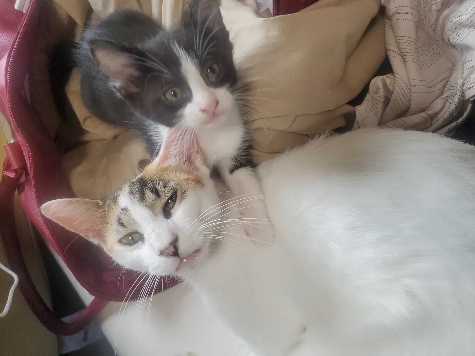 Lost cat in Houston, TX, 77038