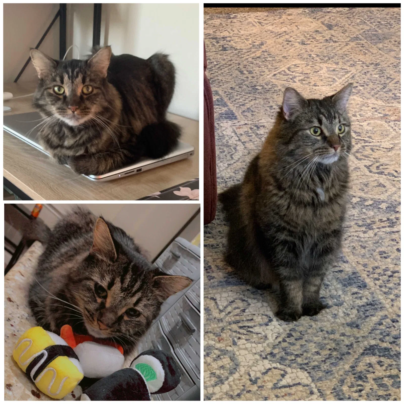 Lost cat in New Braunfels, TX, 78130