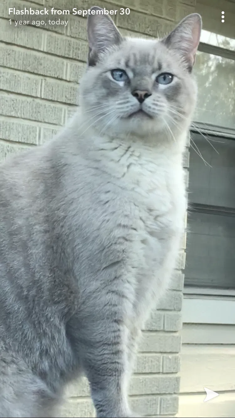 Lost cat in Pasadena, TX, 77503