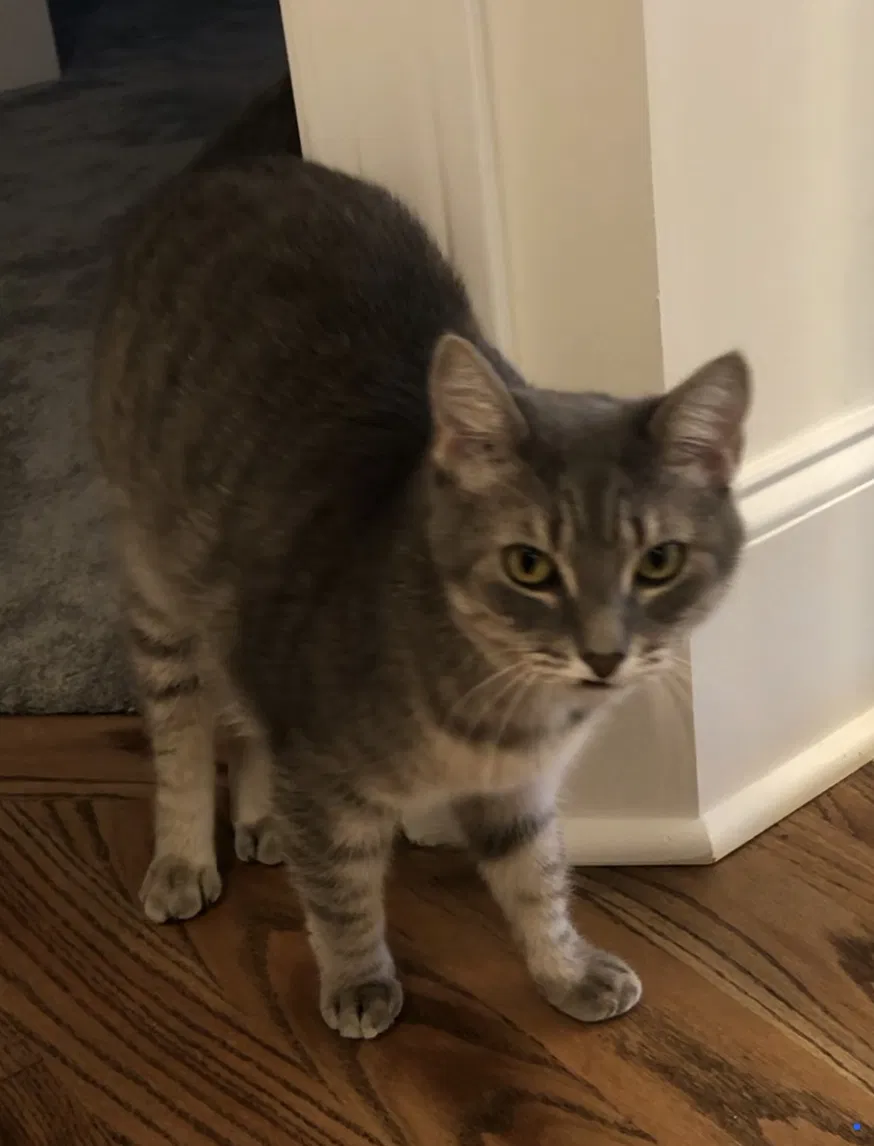 Lost cat in Buford, GA, 30519