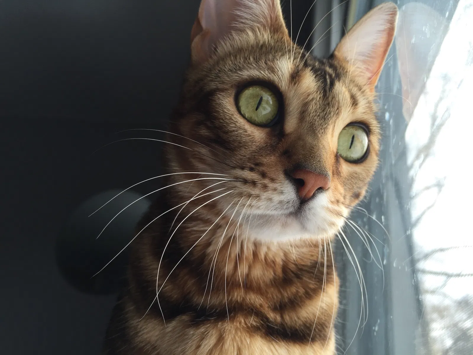 Lost cat in Willow Spring, NC, 27592