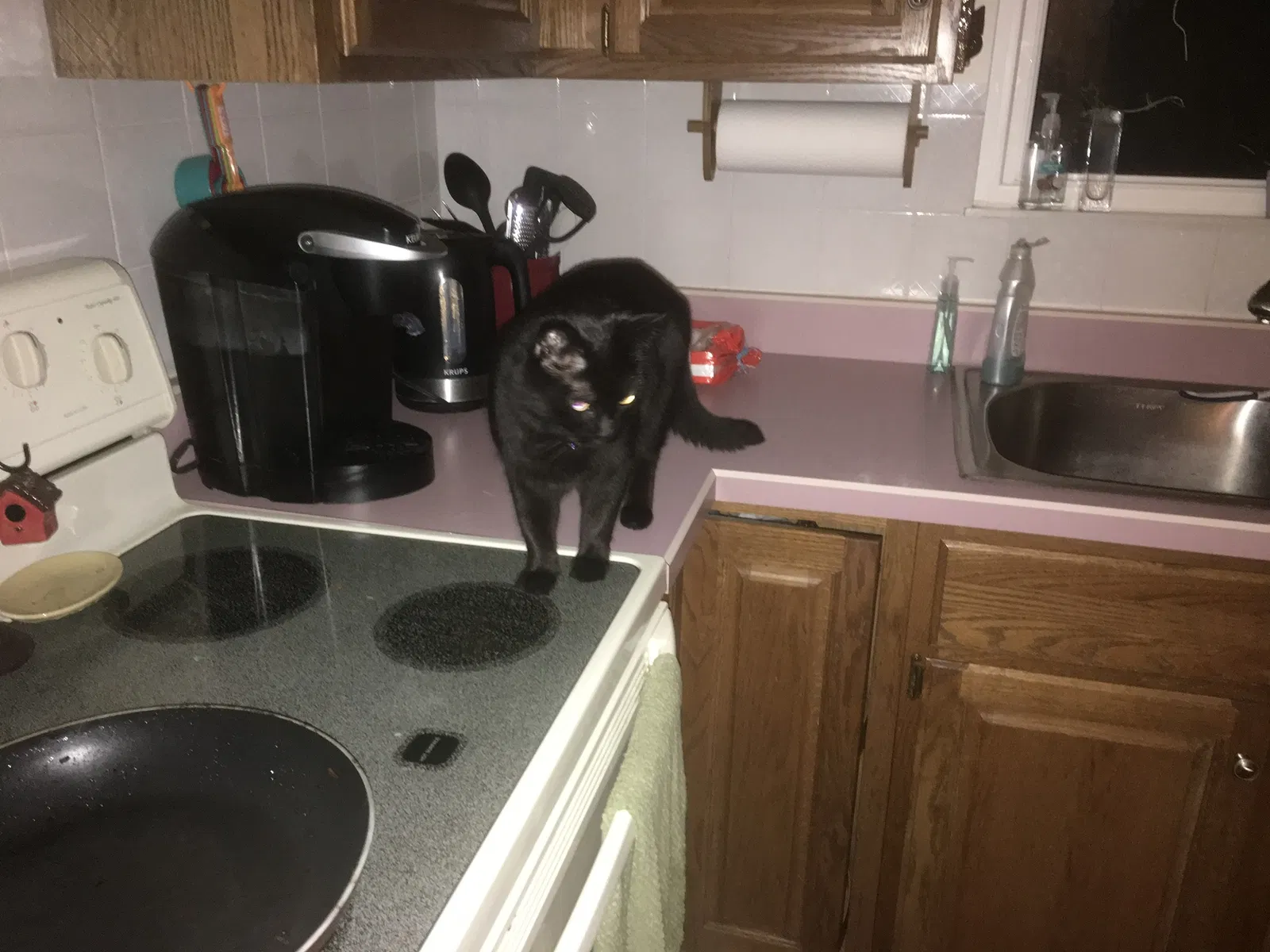 Lost cat in Vandalia, OH, 45377
