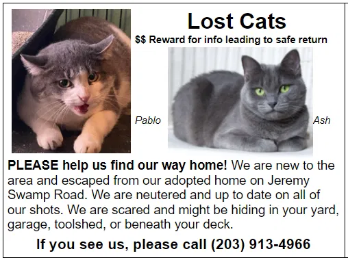 Lost cat in Southbury, CT, 6488