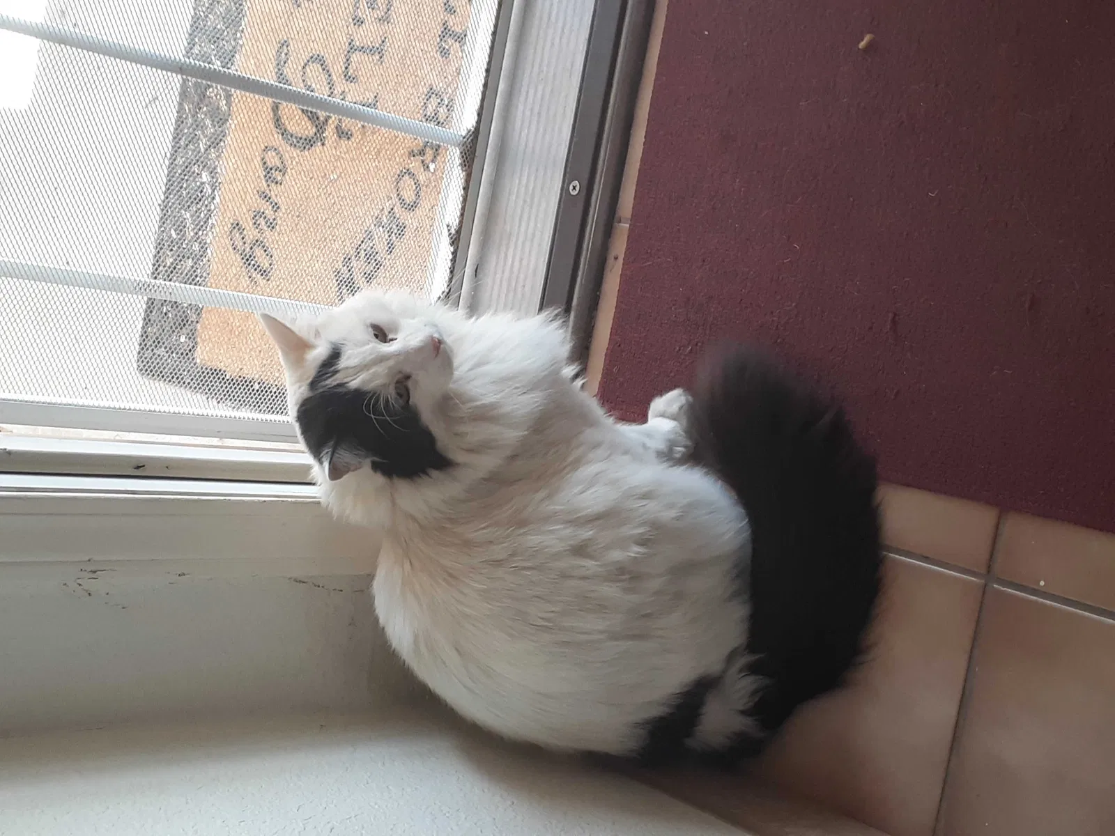 Lost cat in Albuquerque, NM, 87123