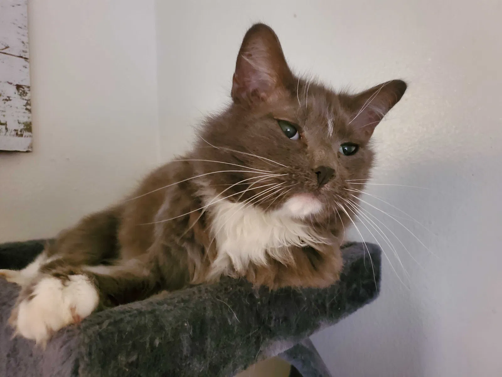 Lost cat in Sierra Vista, AZ, 85650