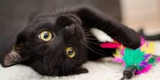 Lost cat in Palm Bay, FL, 32905