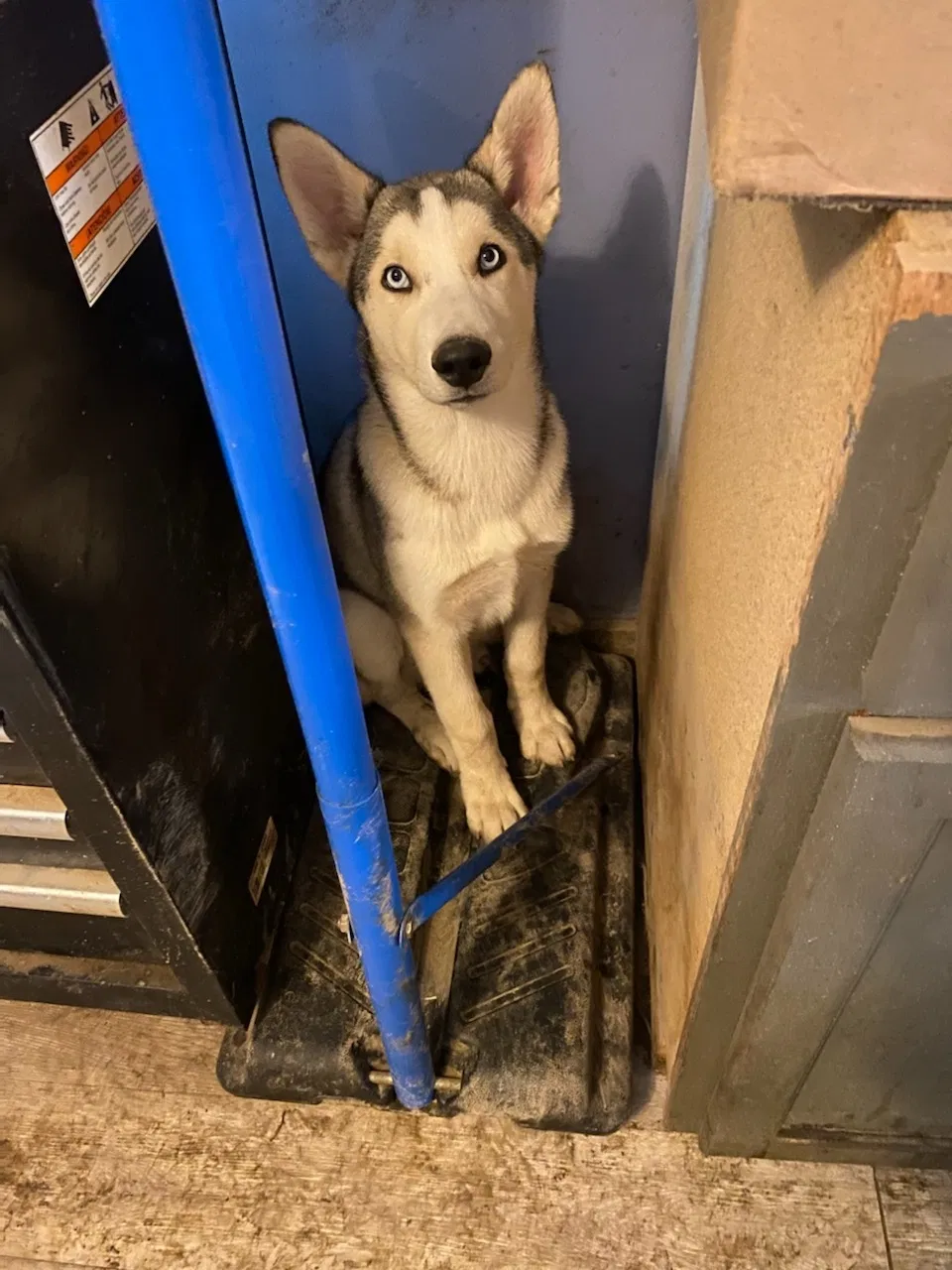 Lost dog in Louisville, KY, 40218