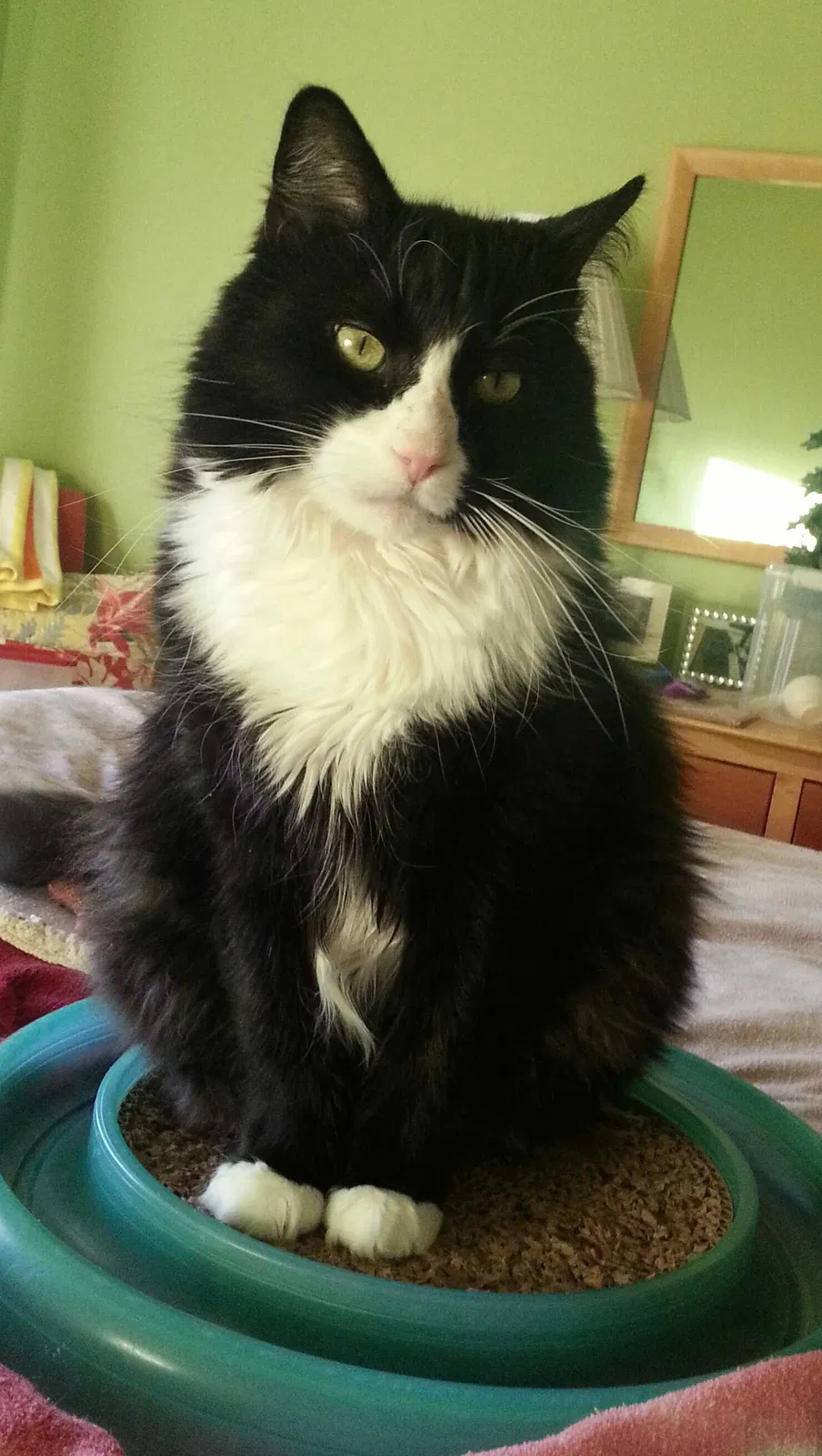 Lost cat in Chapel Hill, NC, 27517