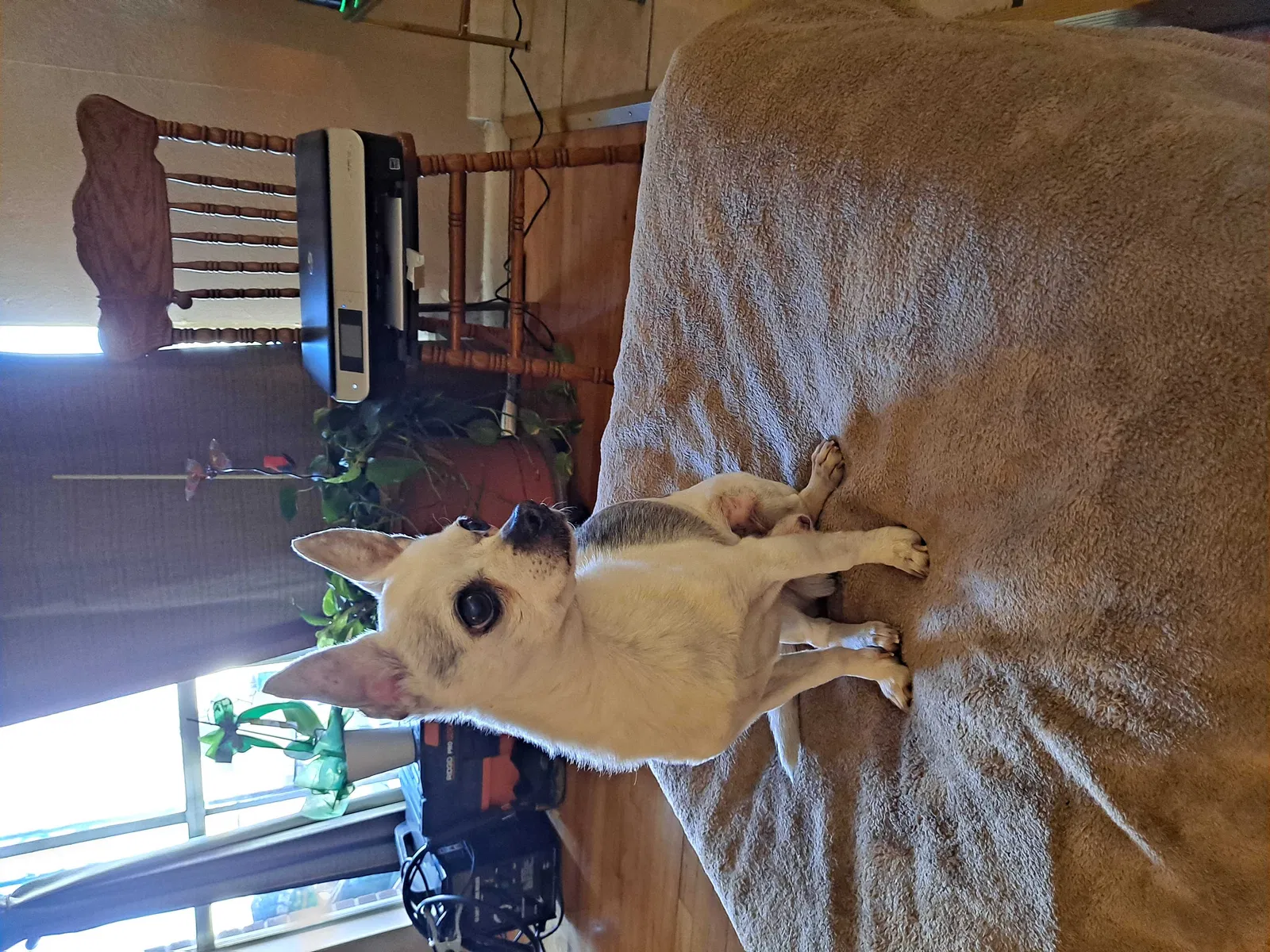 Lost dog in Denver, CO, 80221