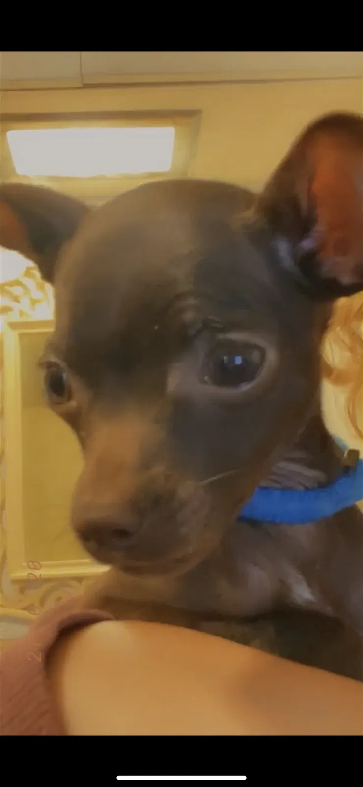 Lost dog in Oklahoma City, OK, 73159