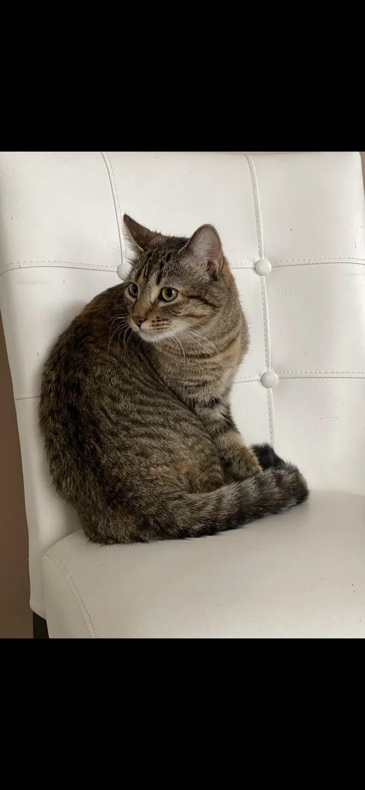Lost cat in Feasterville Trevose, PA, 19053