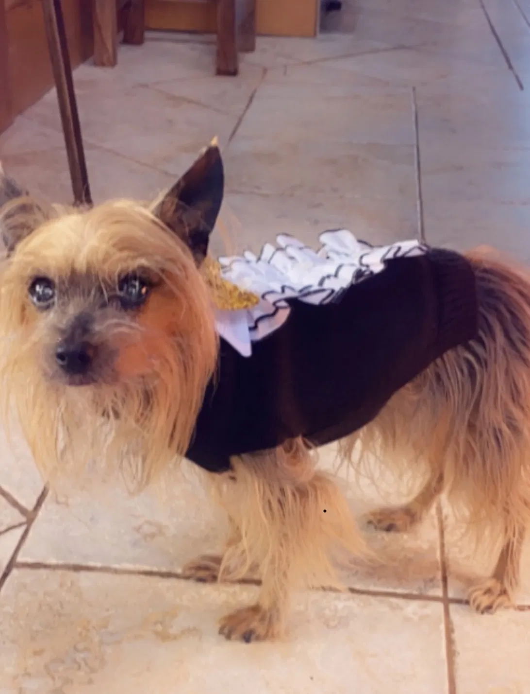 Lost dog in New Orleans, LA, 70128