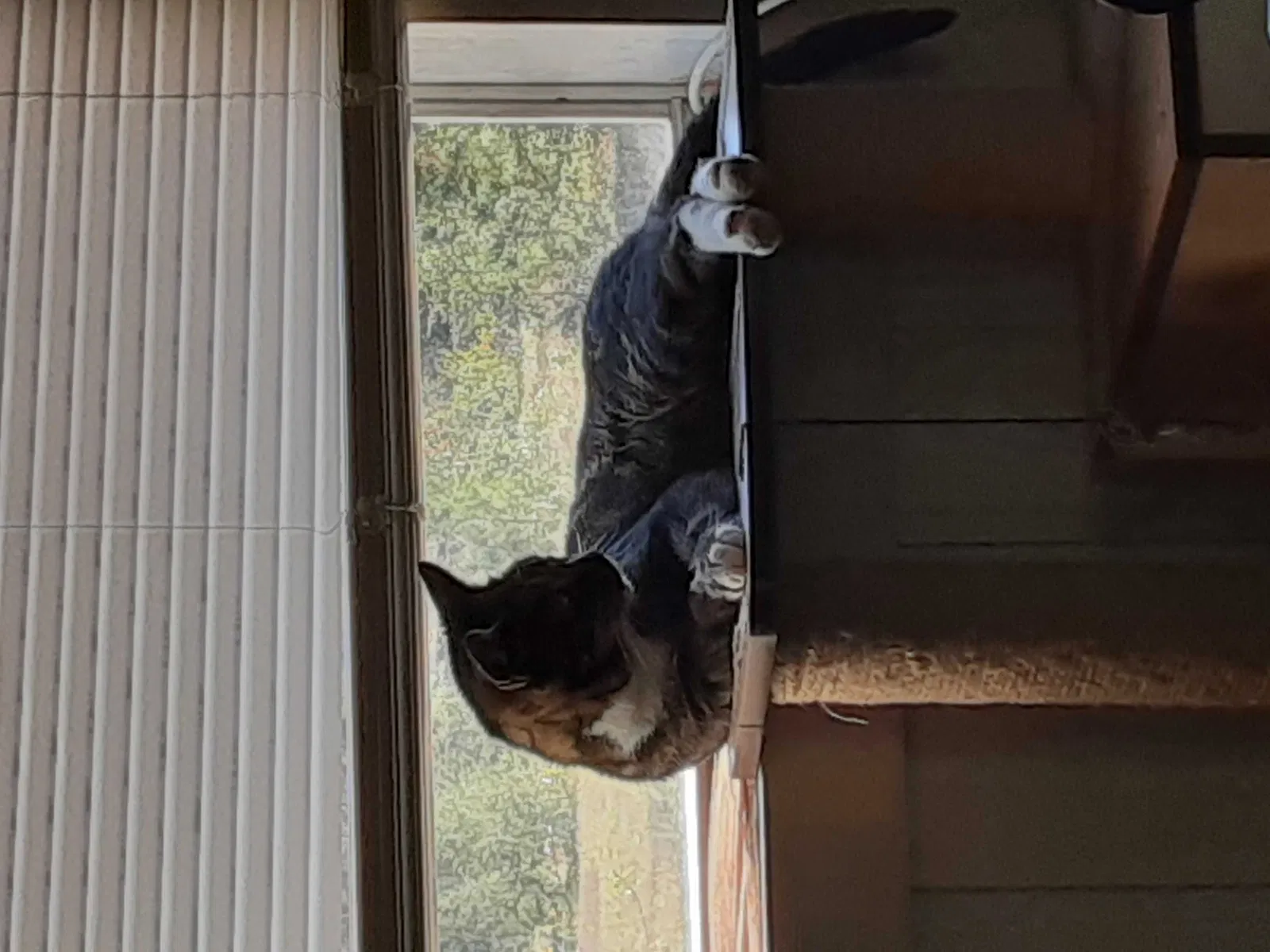 Lost cat in Tinley Park, IL, 60477