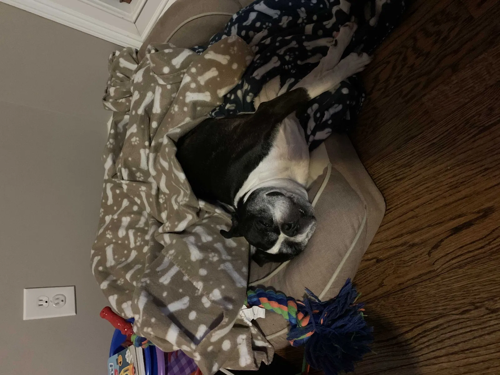 Lost dog in Newnan, GA, 30263