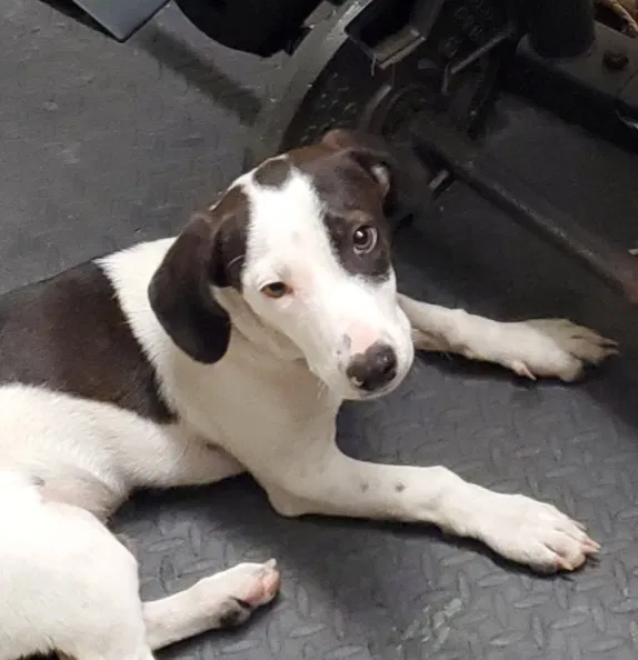Lost dog in San Benito, TX, 78586