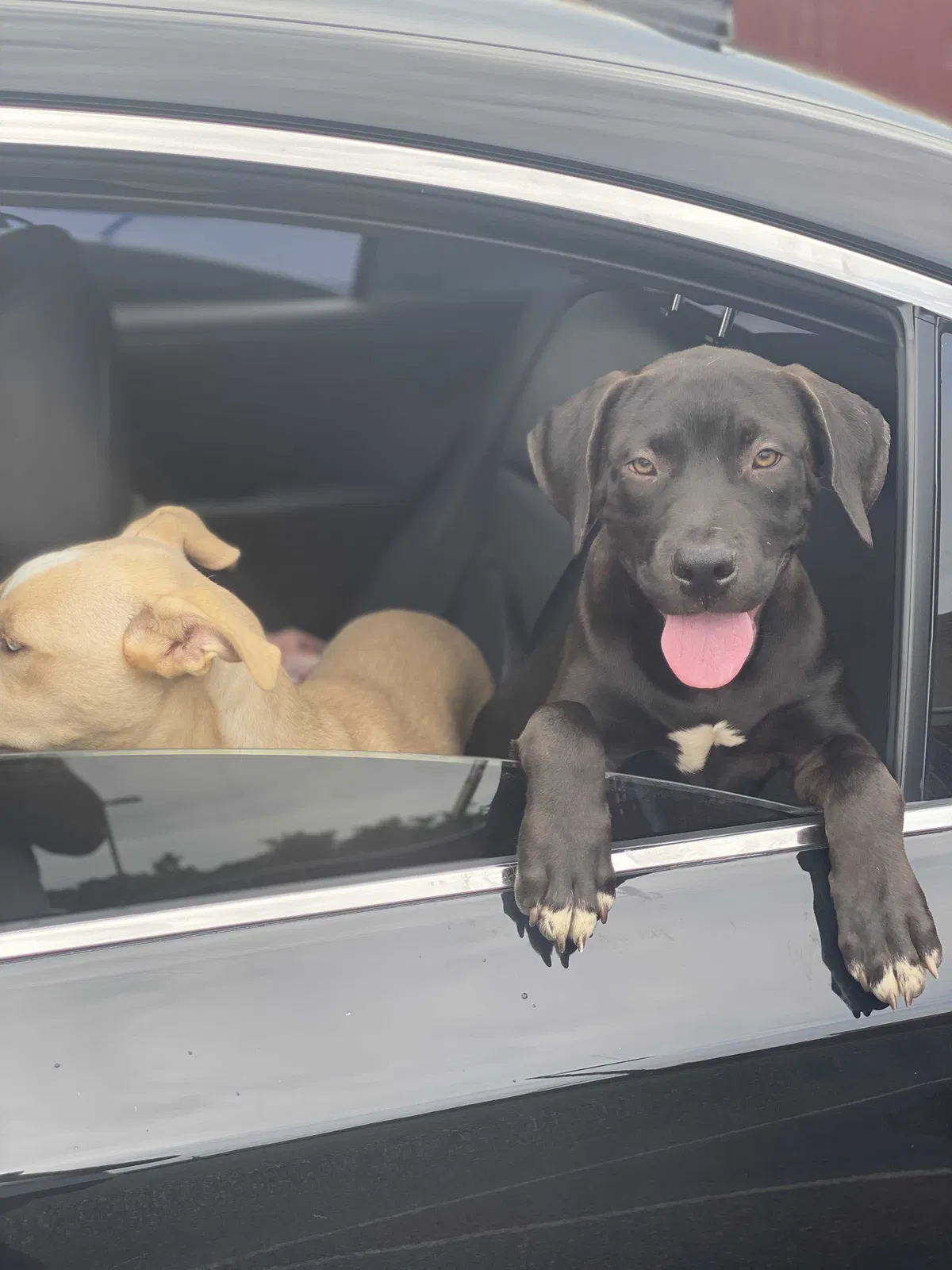 Lost dog in Cincinnati, OH, 45202