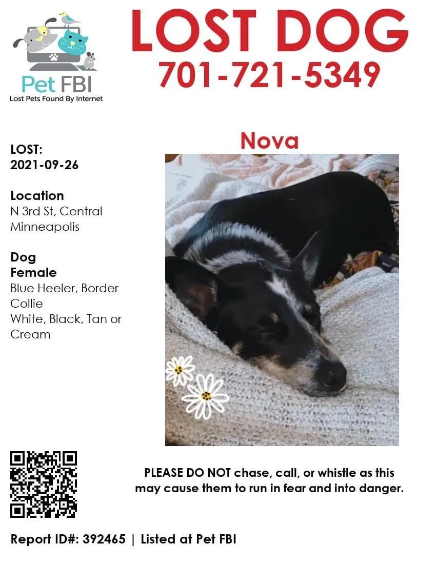 Lost dog in Minneapolis, MN, 55401