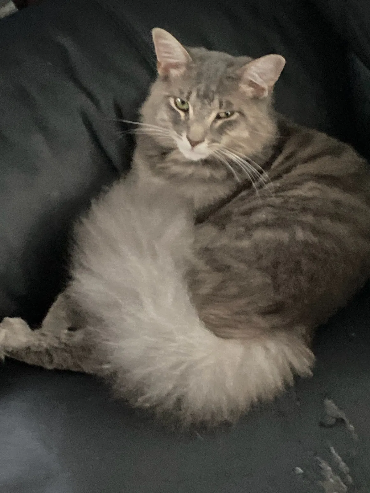 Lost cat in Dundalk, MD, 21222