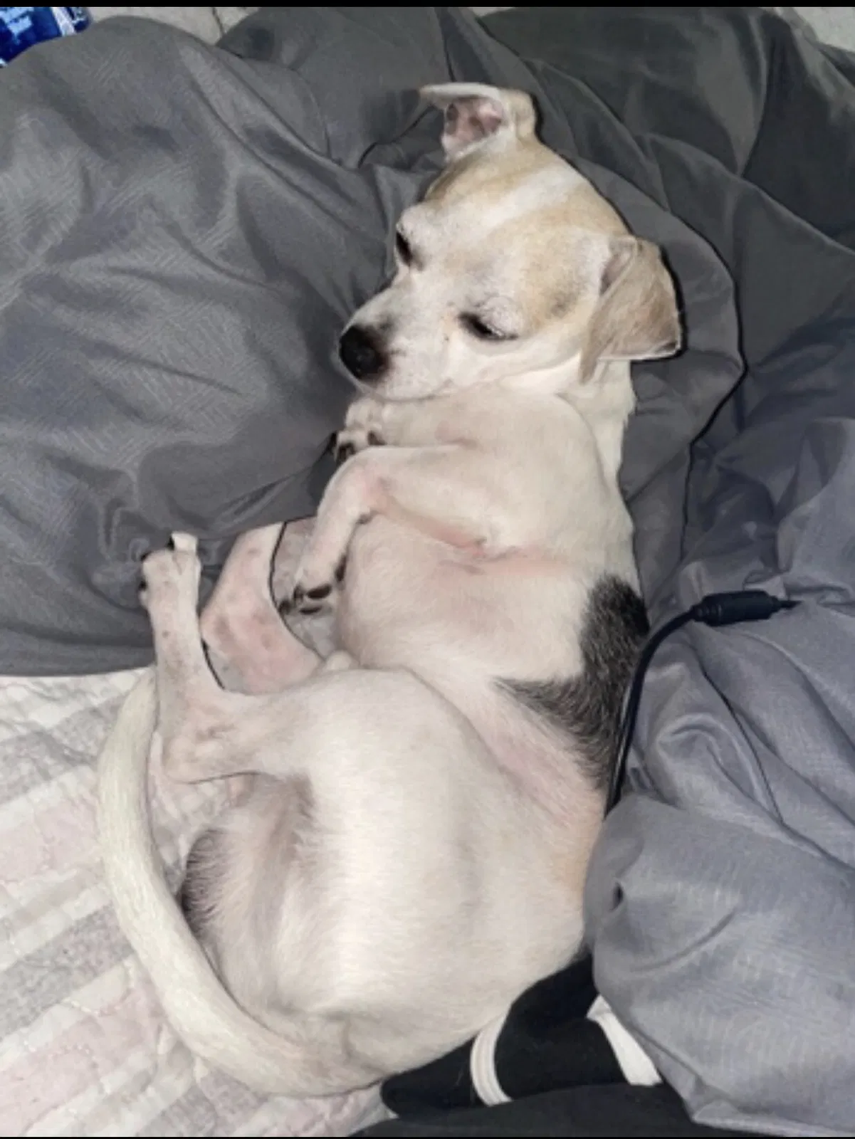 Lost dog in Orlando, FL, 32822