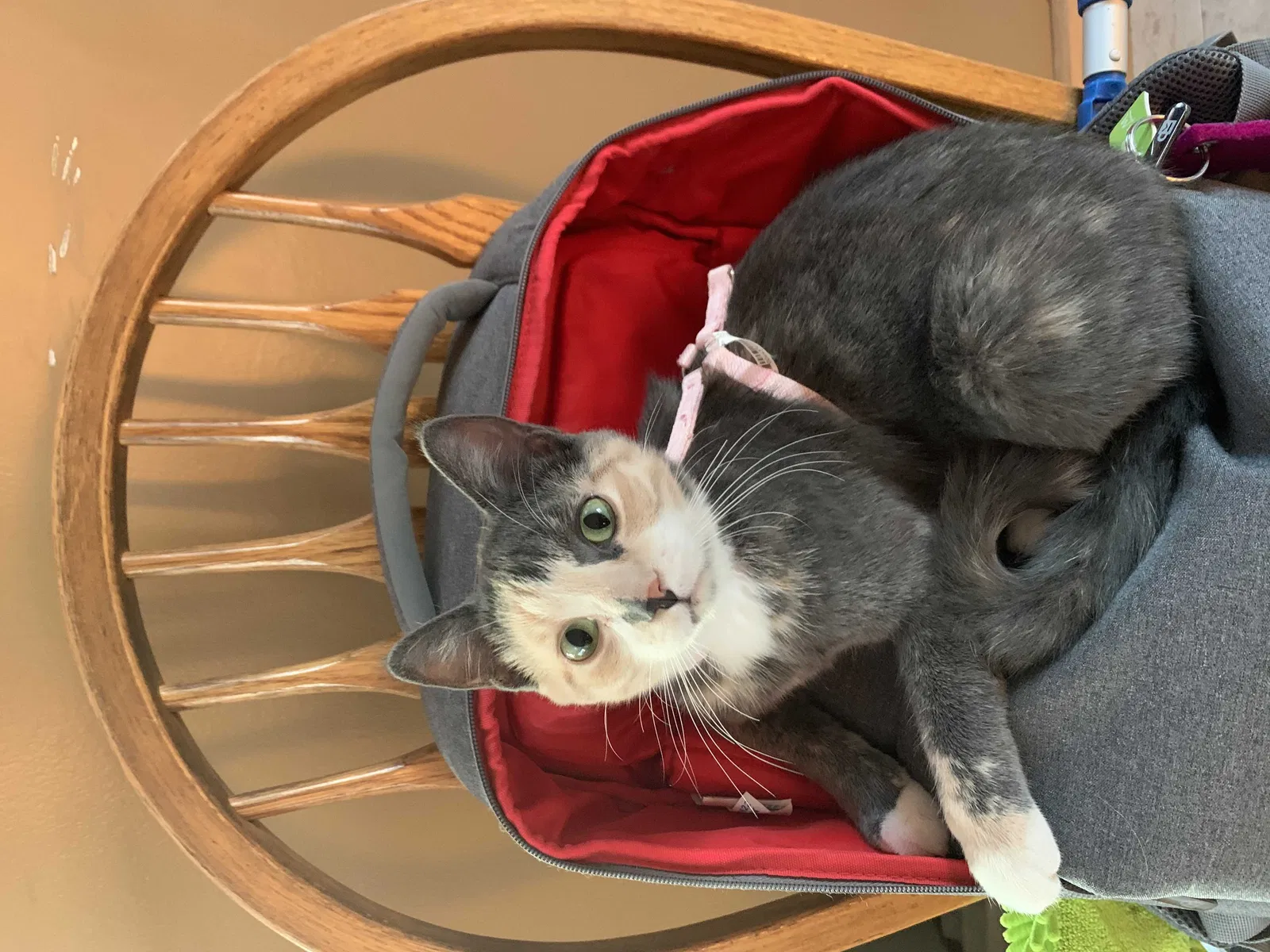 Lost cat in Saint Paul, MN, 55112
