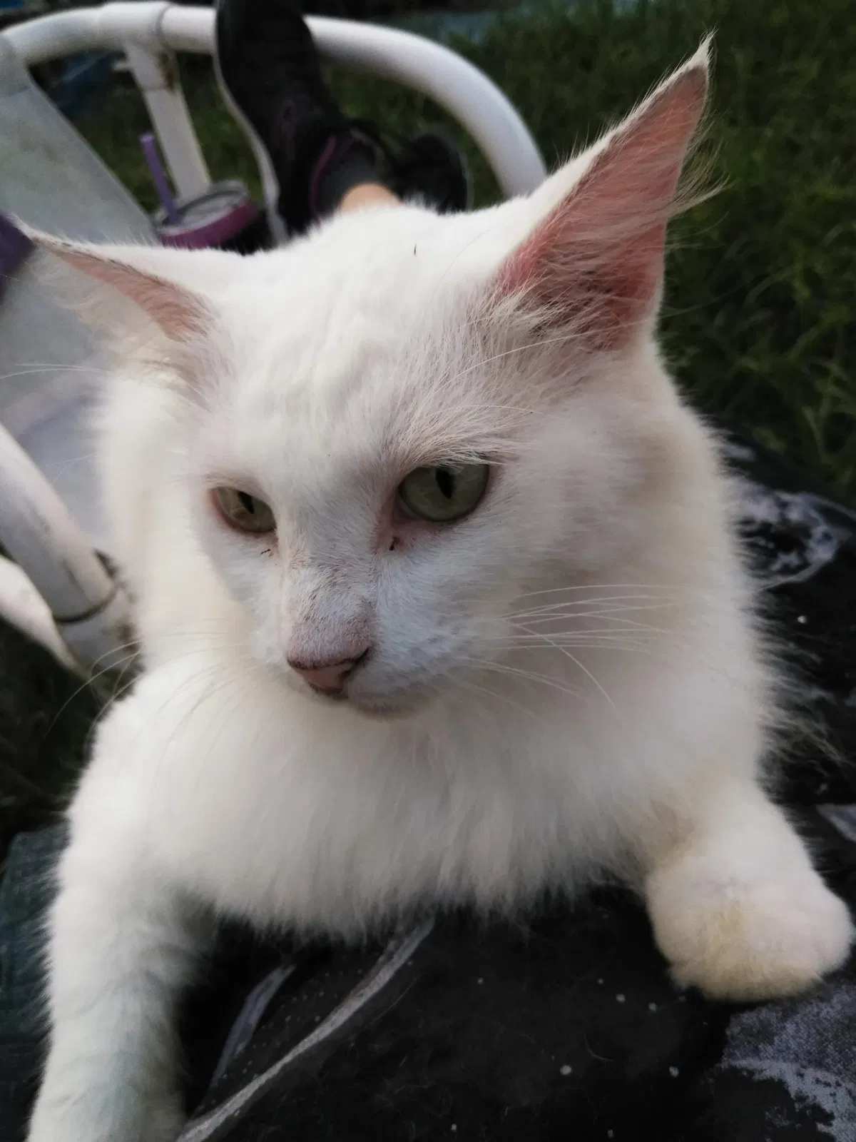 Lost cat in Deltona, FL, 32725