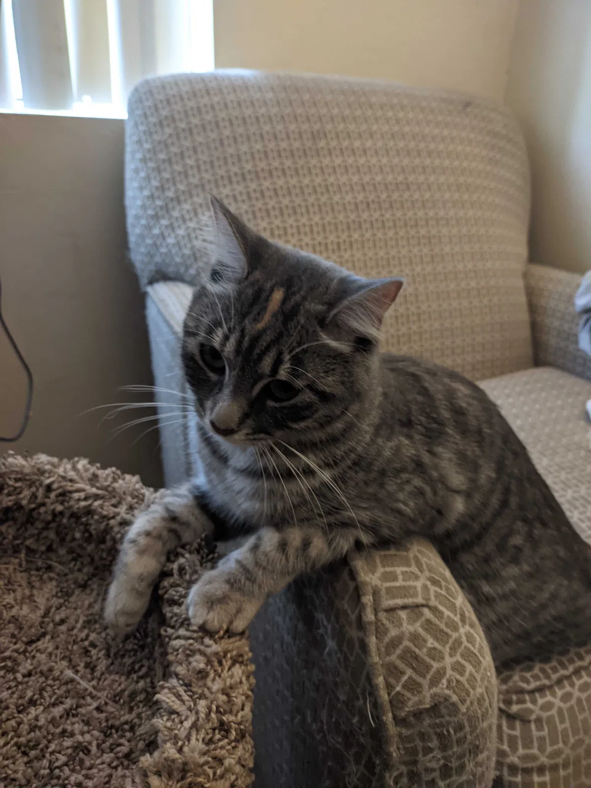 Lost cat in El Cajon, CA, 92021