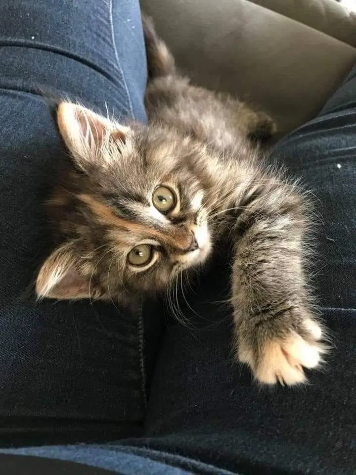 Lost cat in Lexington, KY, 40502