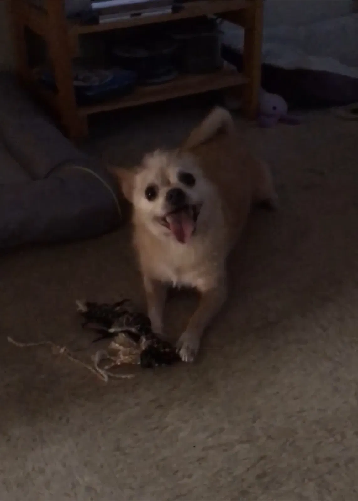 Lost dog in Modesto, CA, 95350