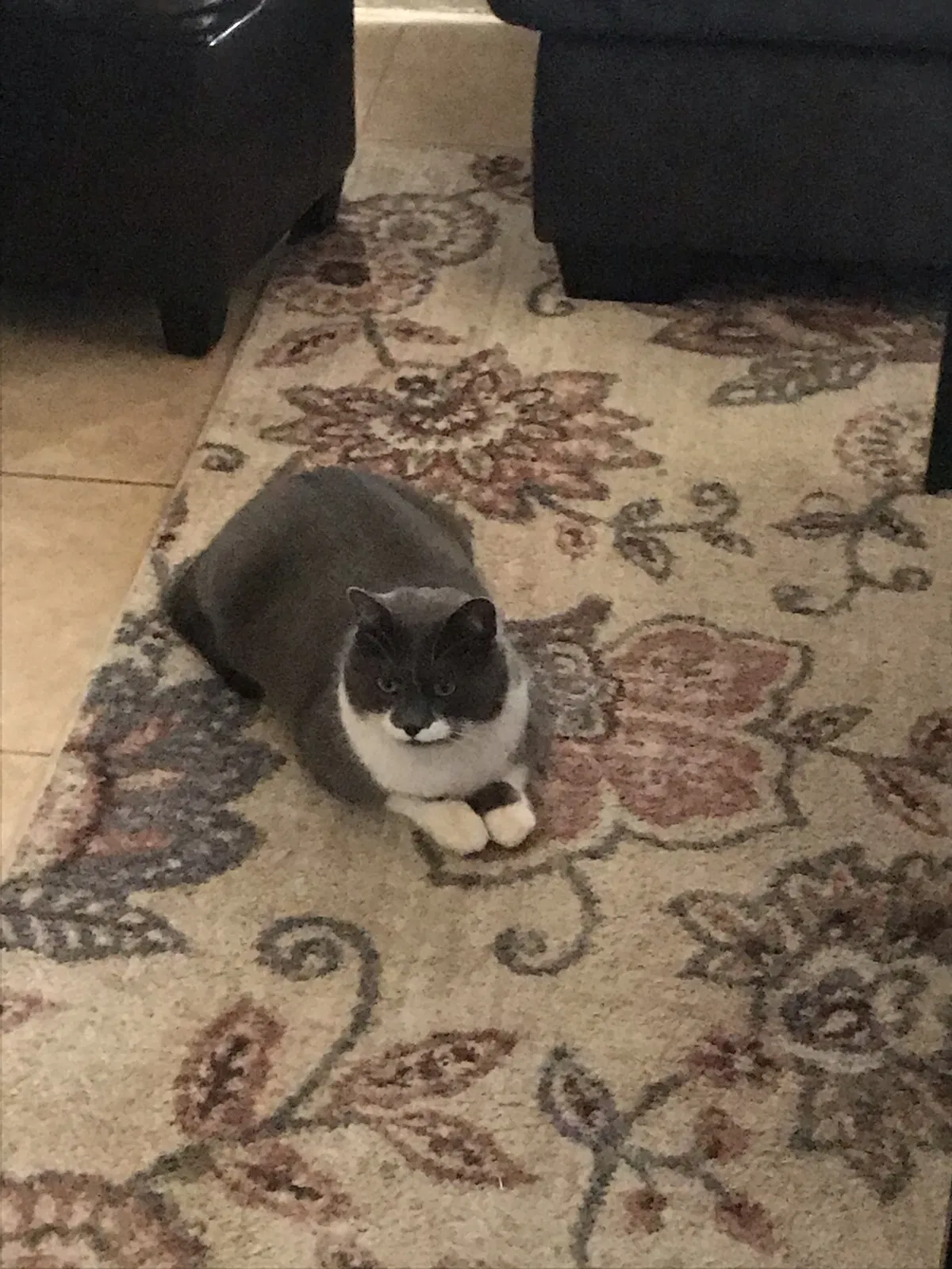 Lost cat in Tucson, AZ, 85719