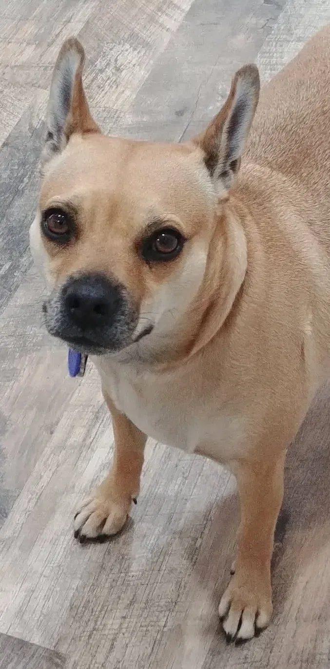 Lost dog in Orange, CA, 92867