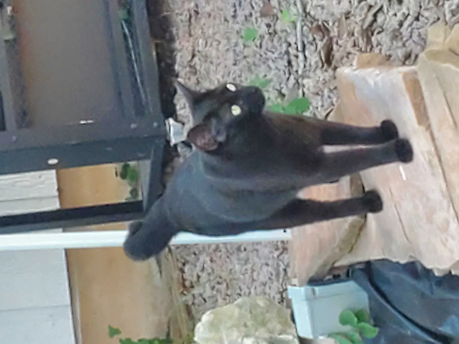 Lost cat in Cedar Park, TX, 78613