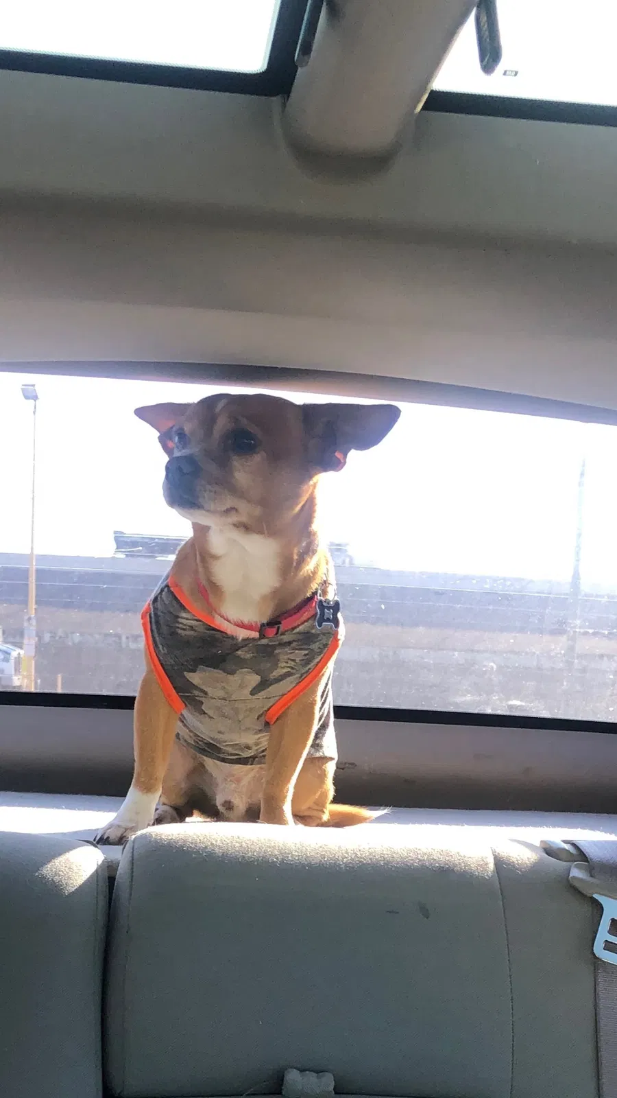 Lost dog in Aurora, CO, 80012