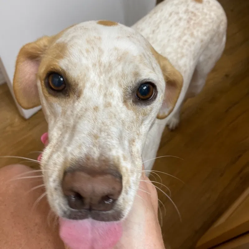 Lost dog in Greenwood, IN, 46143