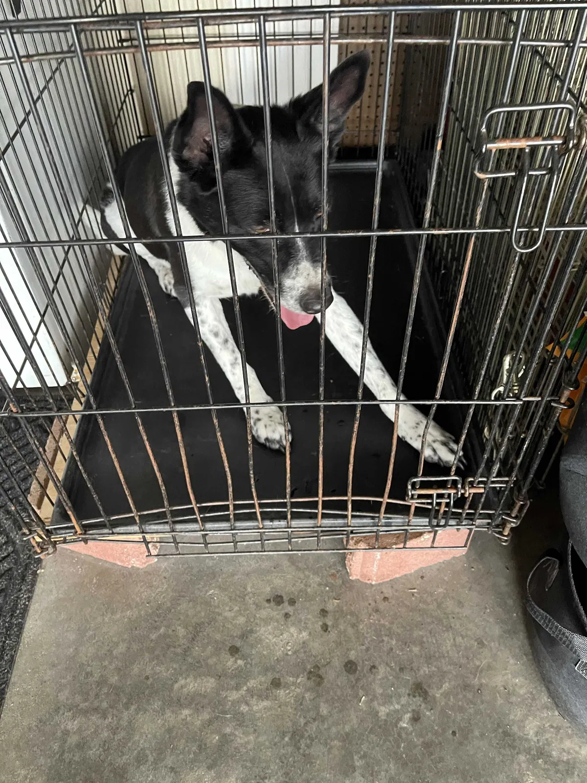Found dog in Kansas City, MO, 64157