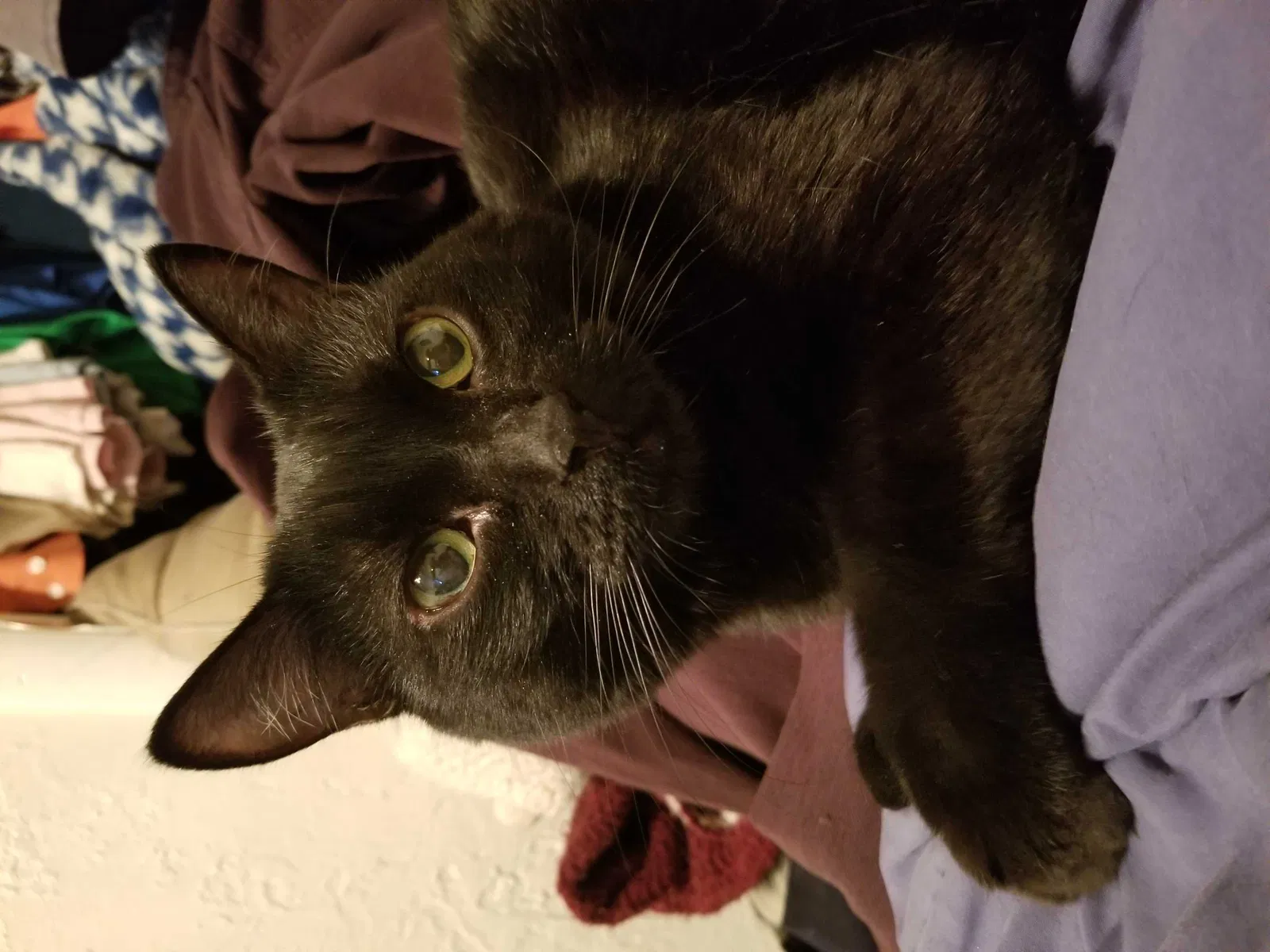 Lost cat in Salt Lake City, UT, 84120