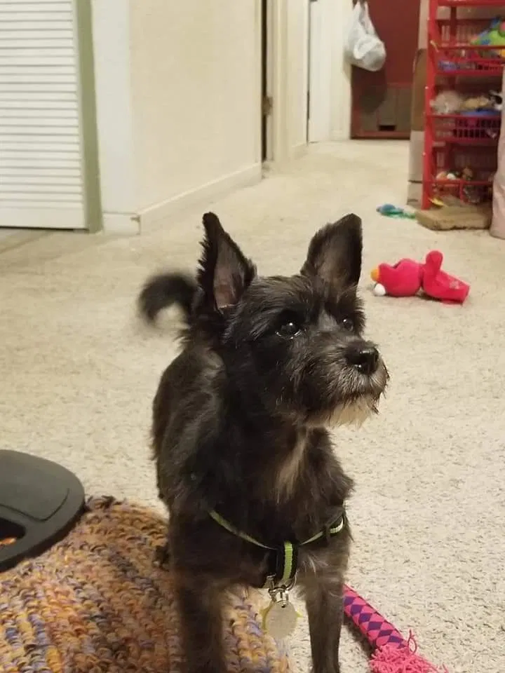 Lost dog in Greenville, TX, 75402