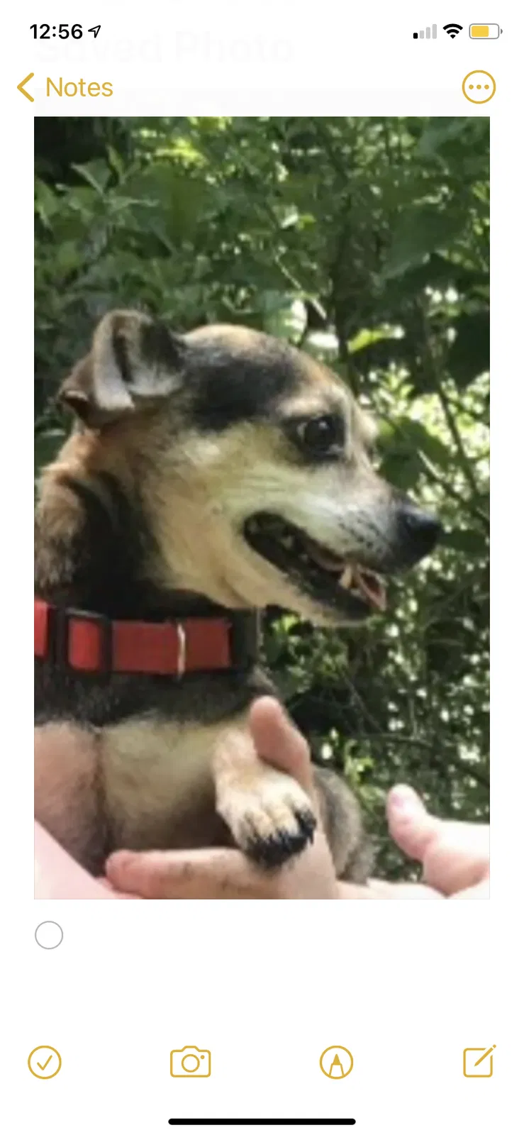 Lost dog in Hartsville, SC, 29550