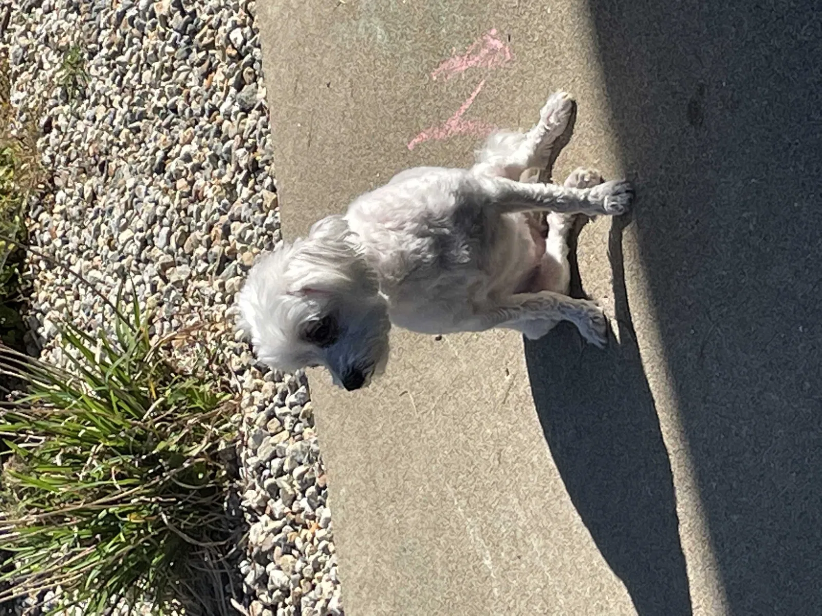 Lost dog in Suffield, CT, 6078