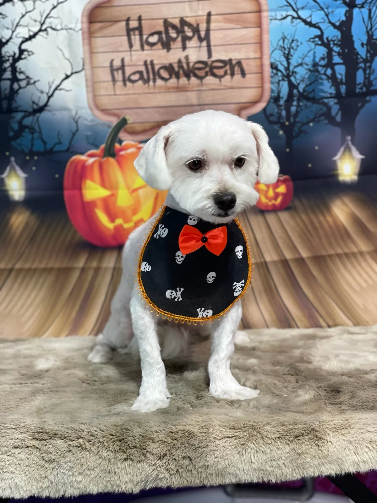 Lost dog in North Las Vegas, NV, 89081