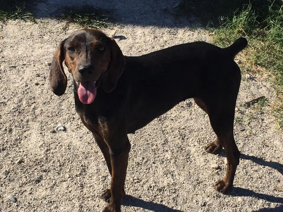 Found dog in Bokchito, OK, 74726
