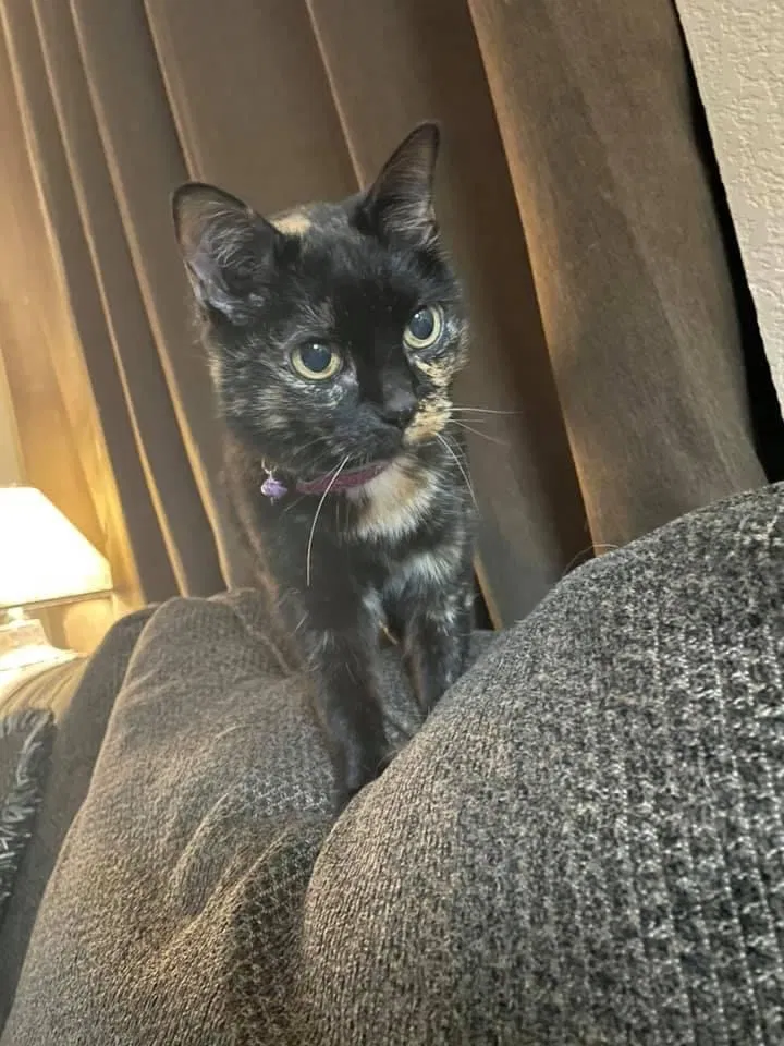 Lost cat in Hurst, TX, 76053