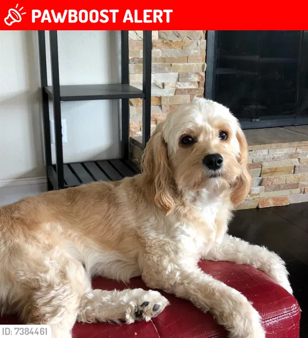 Lost dog in Tucson, AZ, 85750