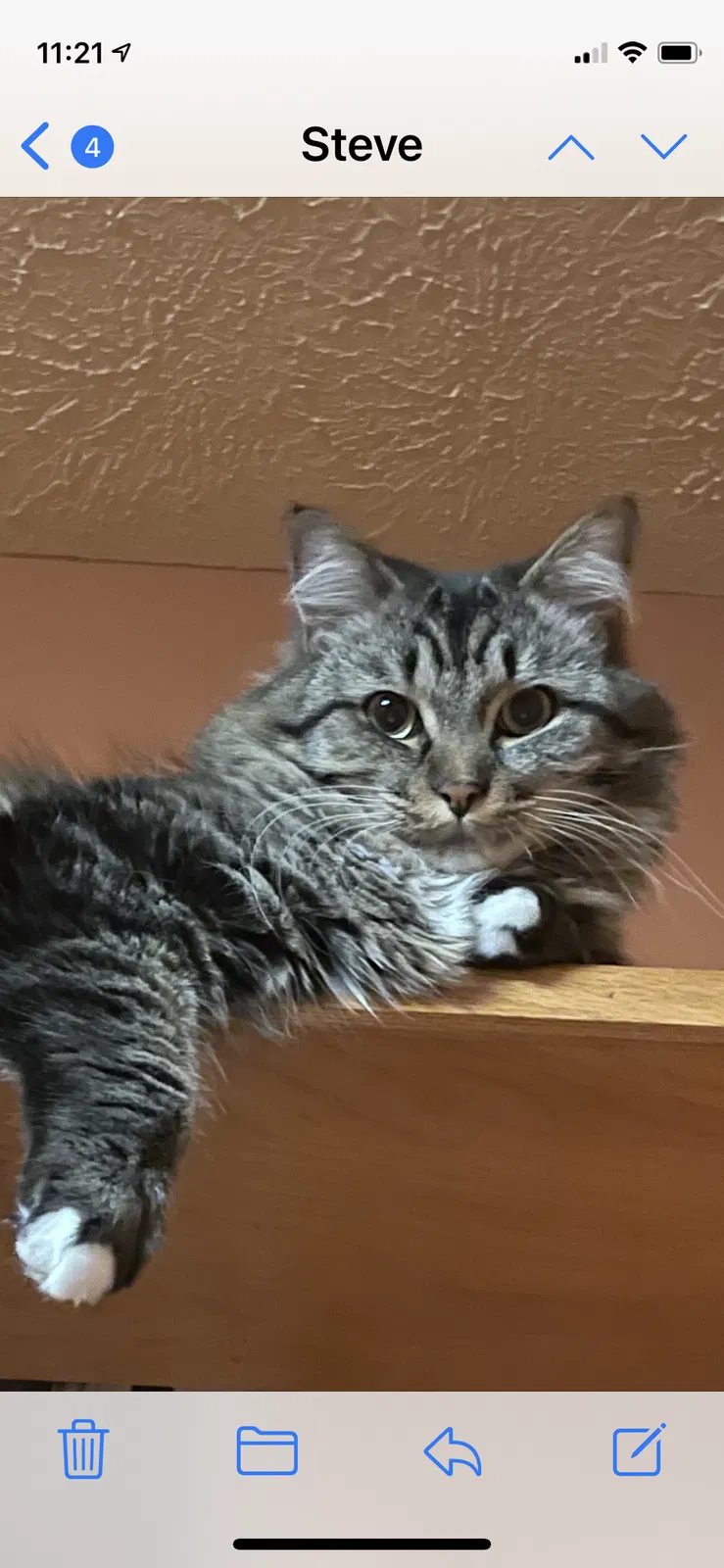 Lost cat in Portage, MI, 49024