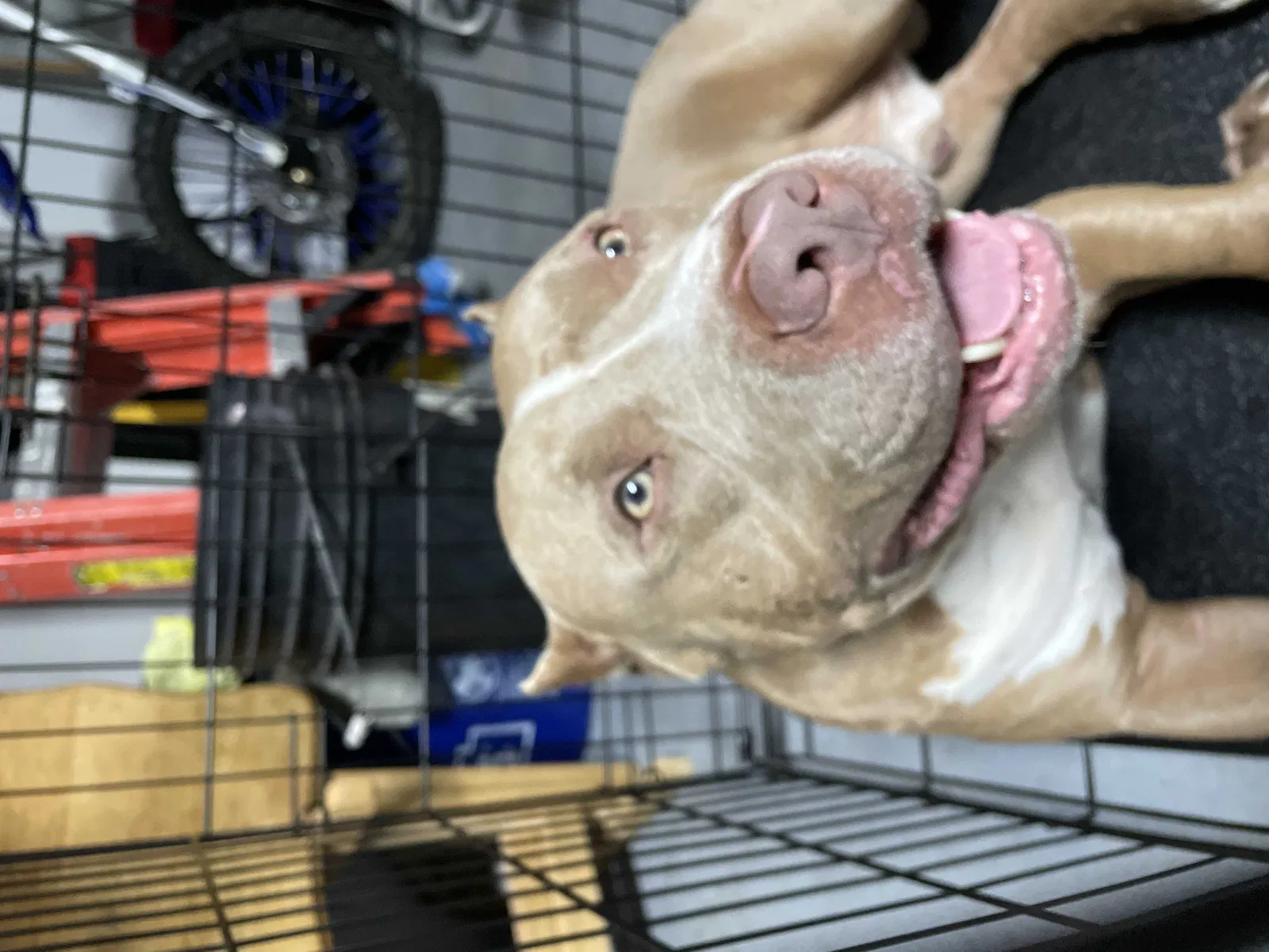 Found dog in Missouri City, TX, 77489