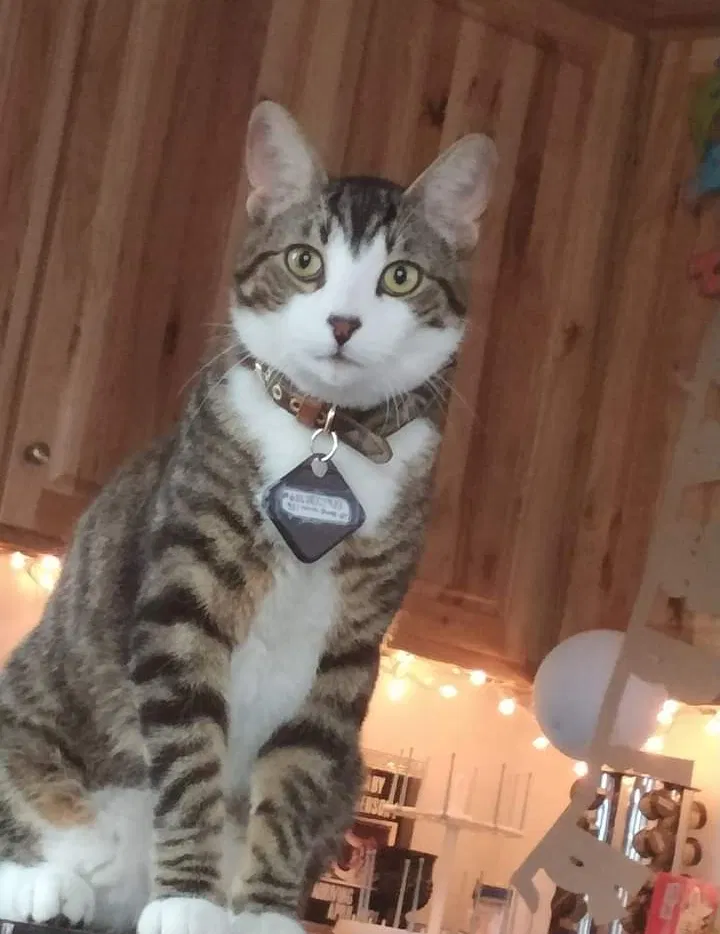 Lost cat in Forest Lake, MN, 55025