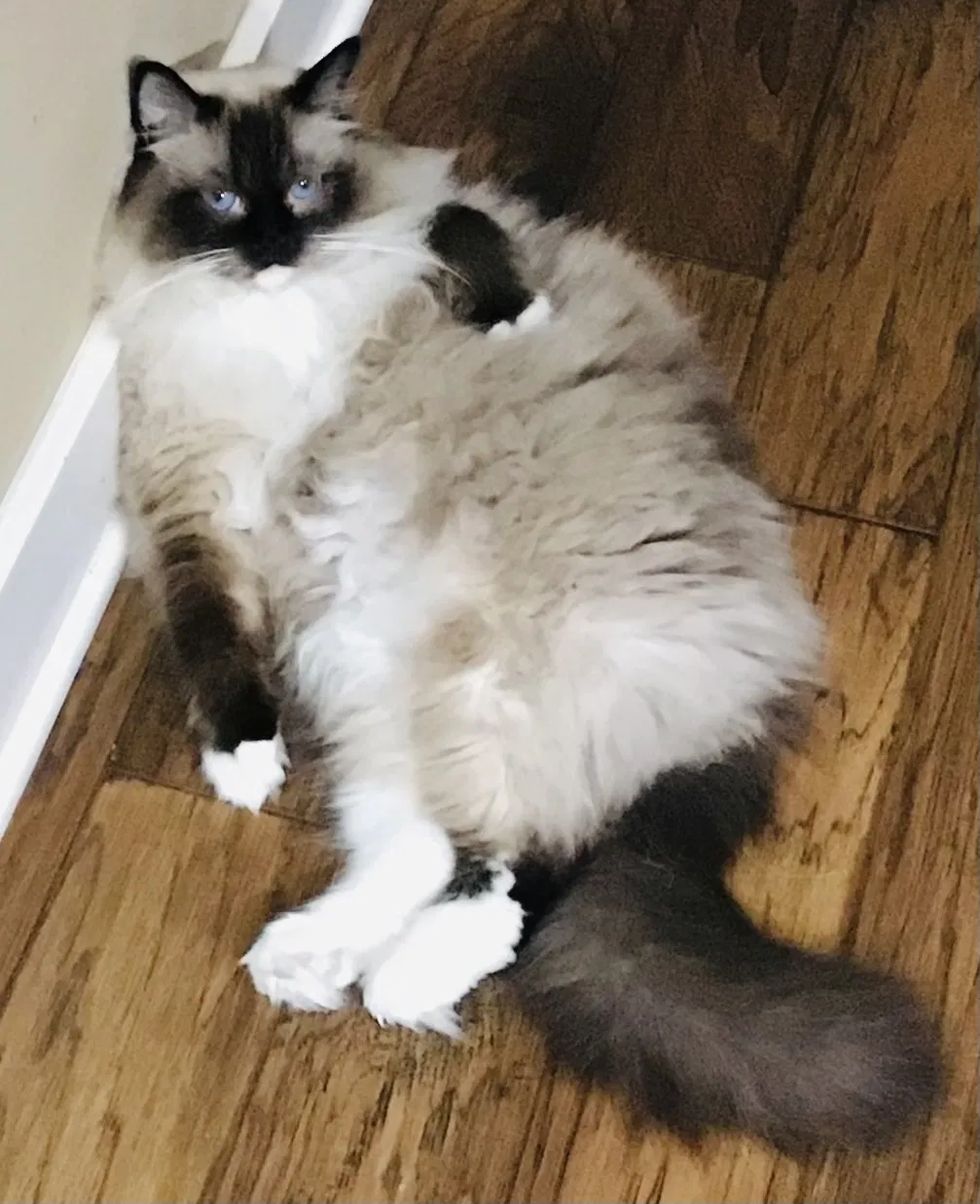Lost cat in Kansas City, MO, 64152