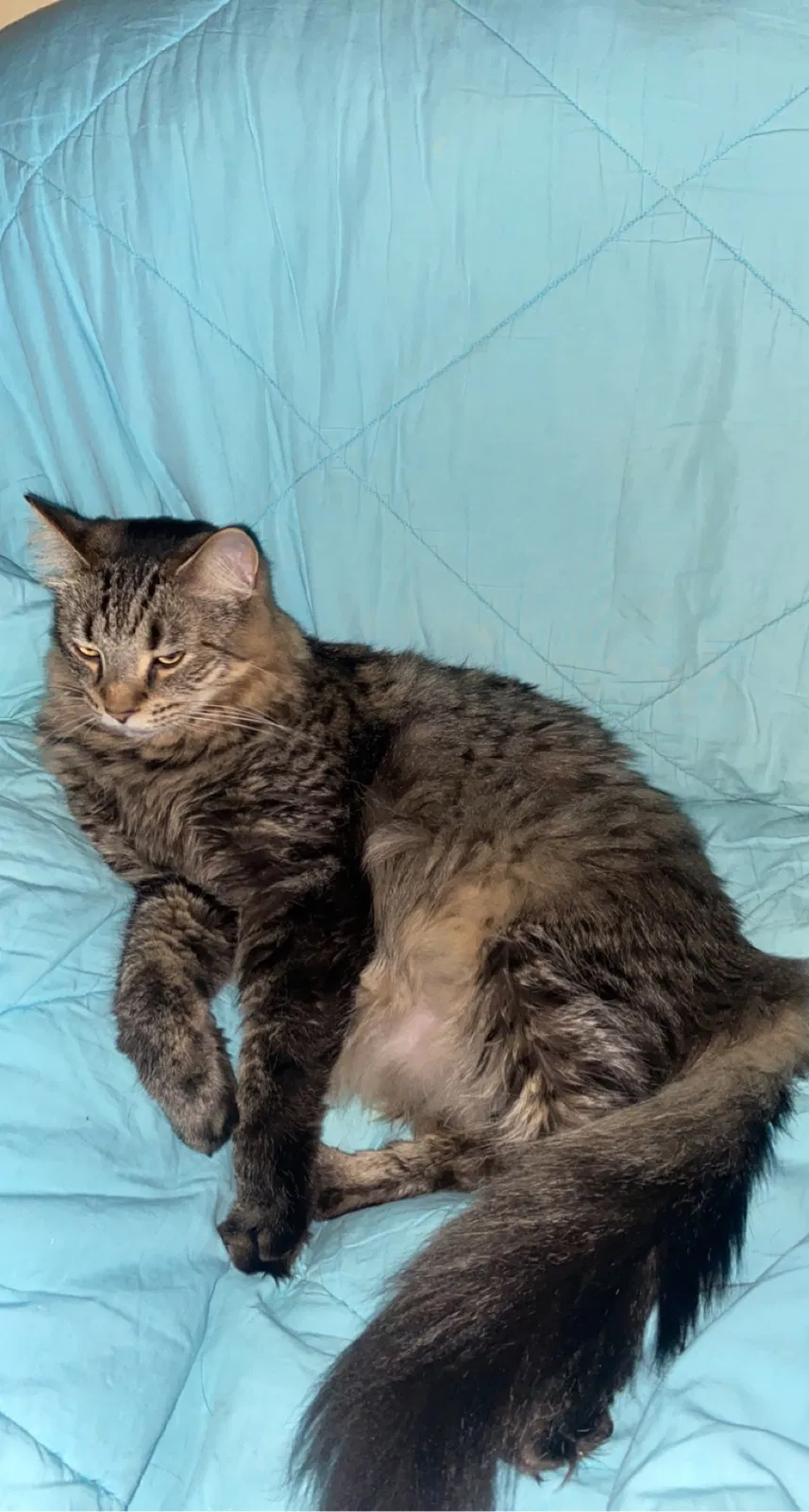 Lost cat in Germantown, OH, 45327