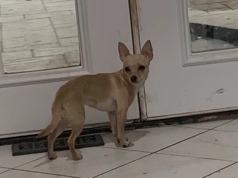 Lost dog in Auburn, WA, 98092