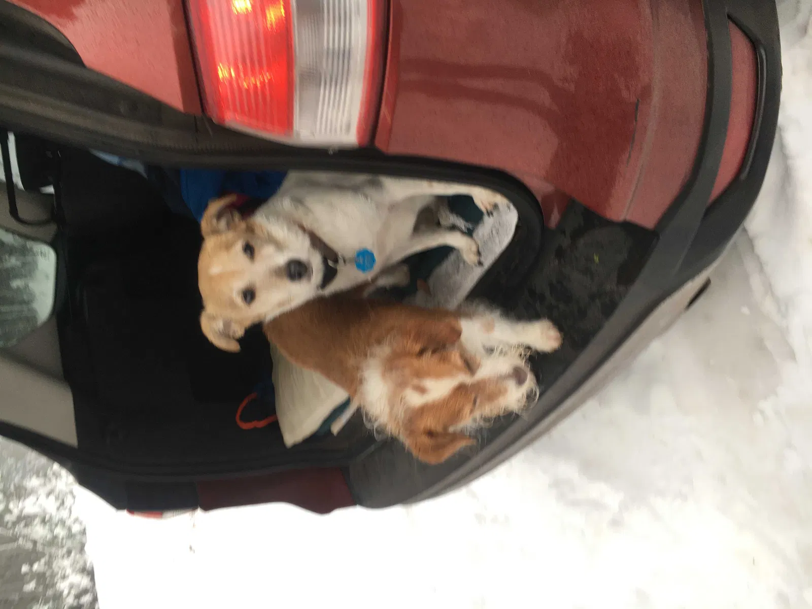 Lost dog in Olympia, WA, 98512