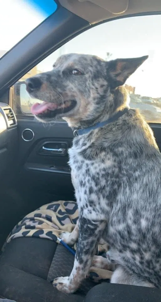 Lost dog in Hinton, OK, 73047